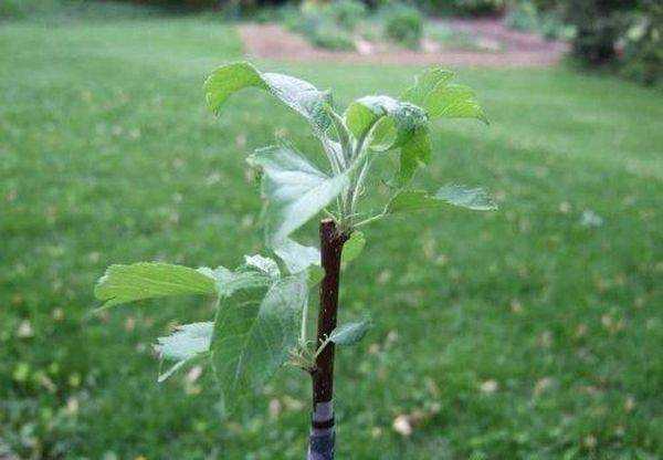 Положительный опыт - проращивание черенков винограда методом буррито.: группа практикум садовода и огородника