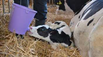 Ветеринария крс | лечение маститов у коров