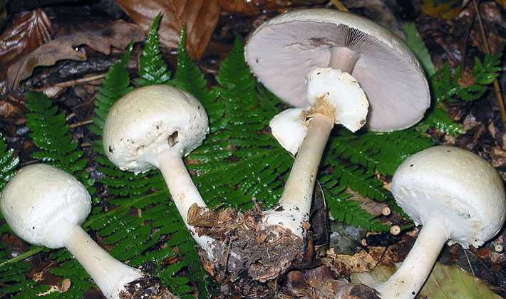 Белошампиньон длиннокорневой: фото и описание гриба, съедобный или нет