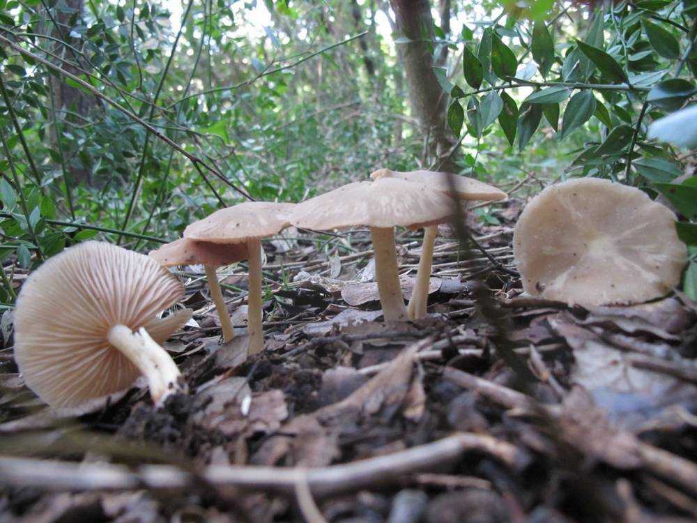 Энтолома сизо-белая – гриб с бледной окраской