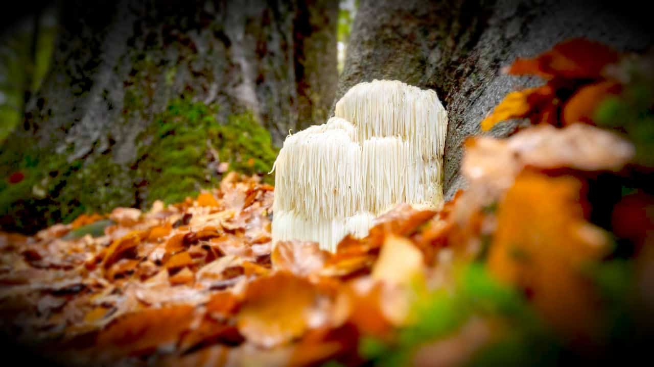 Ежовик гребенчатый: как выглядит гриб и где произрастает. Какими обладает ценными свойствами, можно ли употреблять в пищу. Как вырастить герициум на дачном участке.