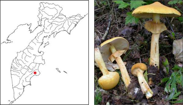 Лепиота гребенчатая: опасный гриб?