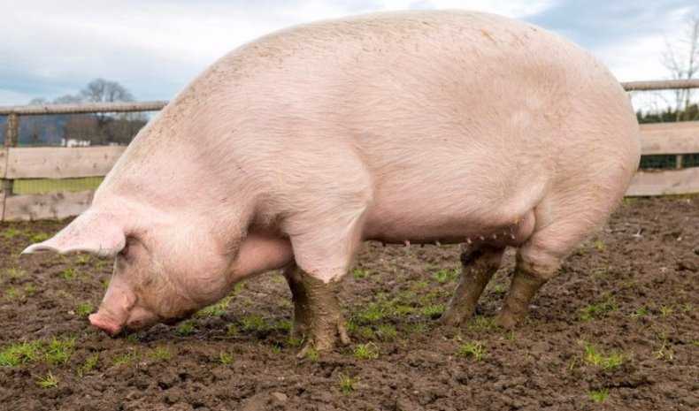 Как узнать вес свиньи без весов: по таблице весовых показателей и по коэффициенту упитанности животного