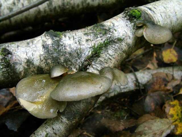 Ложные лесные грибы вешенки: фото, как выглядят ложные вешенки, как их отличить от съедобных