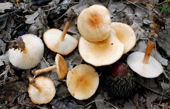 Описание гриба коллибия и его разновидности