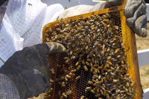 Варроатоз пчел - современные методы обработки и лечения