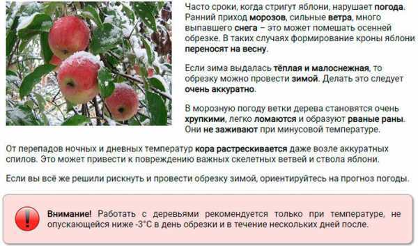 Обрезка яблонь весной для начинающих: пошагово с картинками и видео