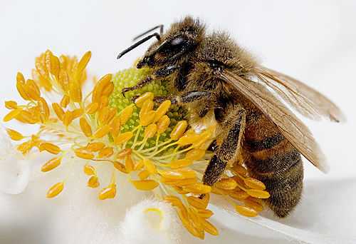 Описание органов зрения медоносных пчёл, сколько глаз у пчелы, простые и фасеточные глаза