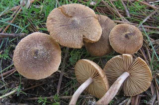 Отравление грибами: опасные заблуждения