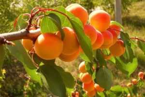 Сорт абрикоса лель: описание, фото
