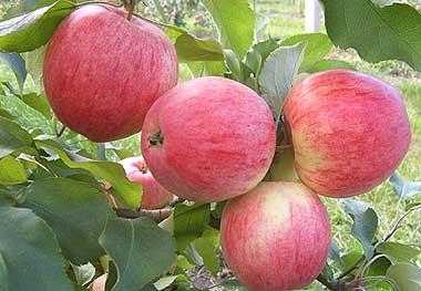 О яблоне пепин шафранный, описание сорта, характеристика, агротехника