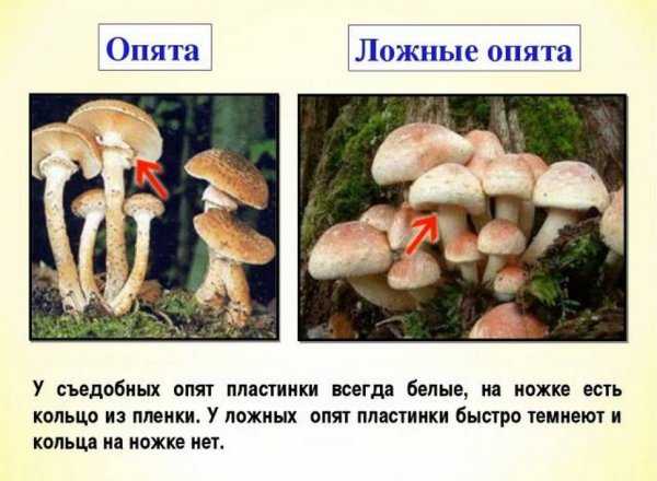 Читать книгу малоизвестные съедобные грибы к. г. булгакова : онлайн чтение - страница 7