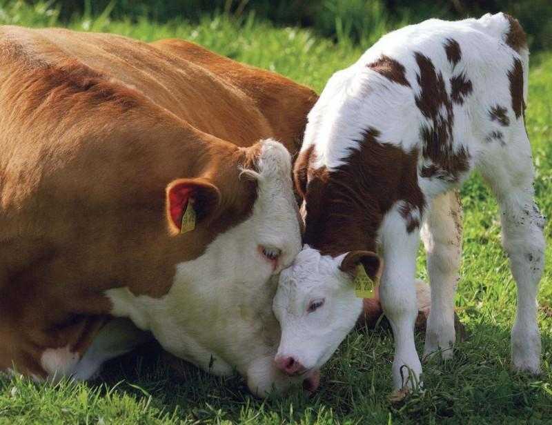 Древнейшая порода коров родом из швейцарии