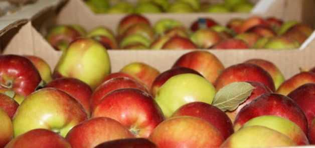 Как сохранить свежие яблоки на зиму в погребе