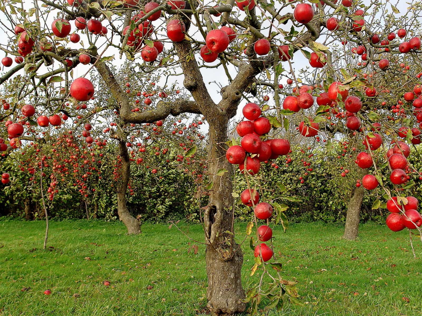 Мочевина удобрение применение на огороде: весной, для помидор, отзывы