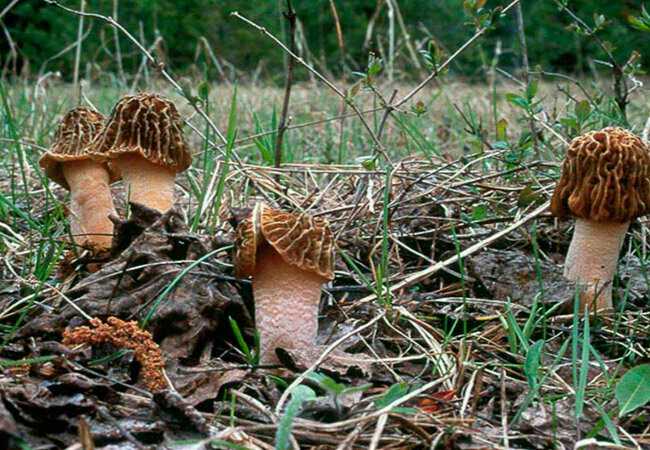 Какие съедобные грибы растут в подмосковье и чем строчок обыкновенный отличается от сморчковой шапочки