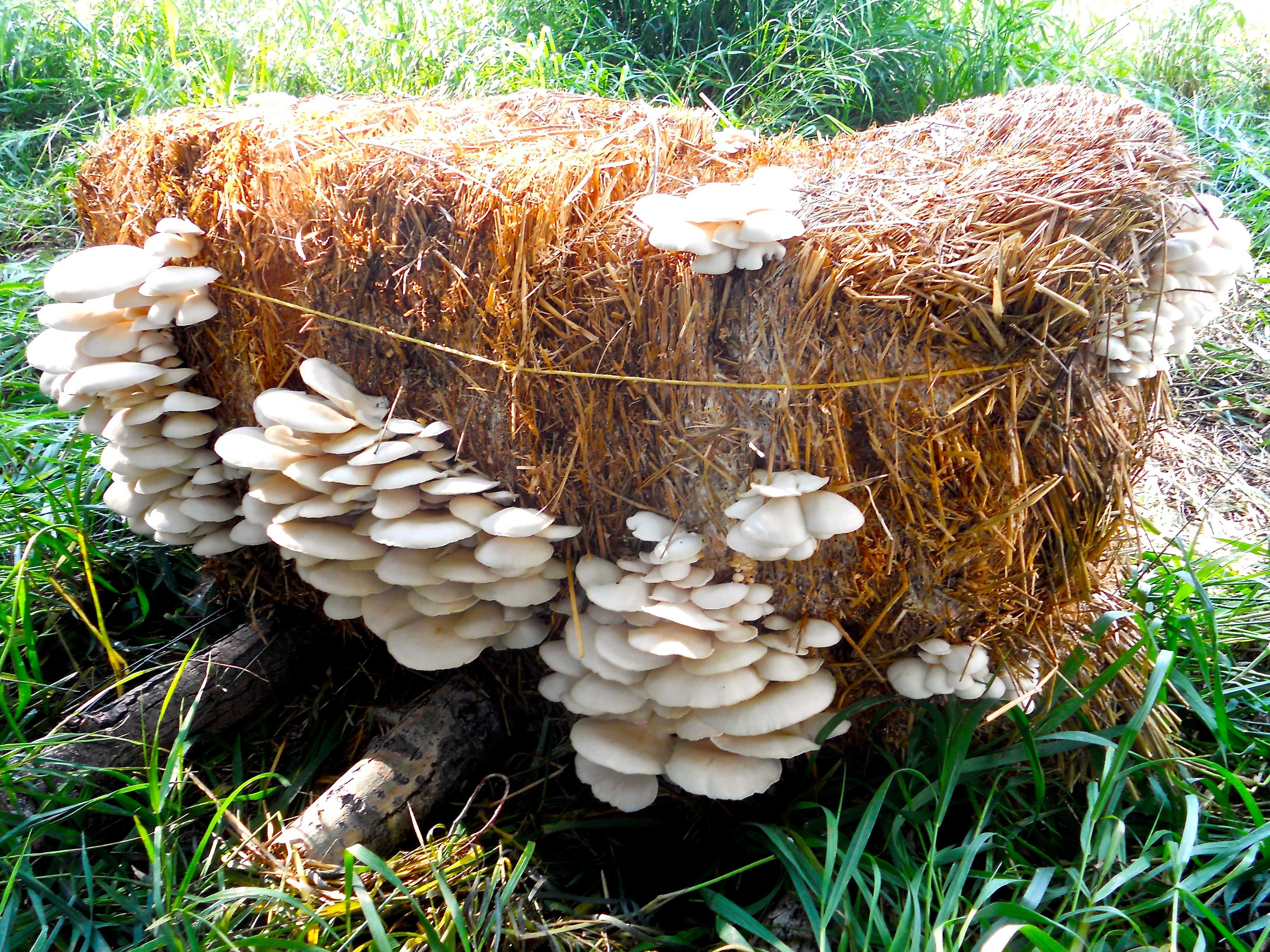 Как правильно вырастить грибы на своём дачном участке | сх: подробности | сельское хозяйство | аиф омск