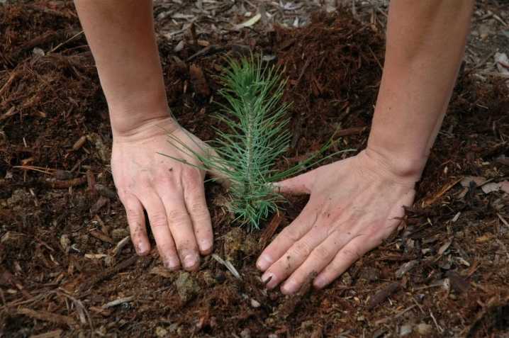 Карликовая сосна - особенности посадки и правила выращивания идеальных декоративных деревьев (90 фото)