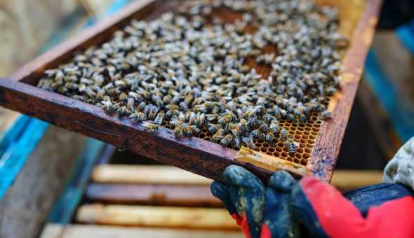 Маточники пчел в улье: свищевые и роевые, что делать с лишними