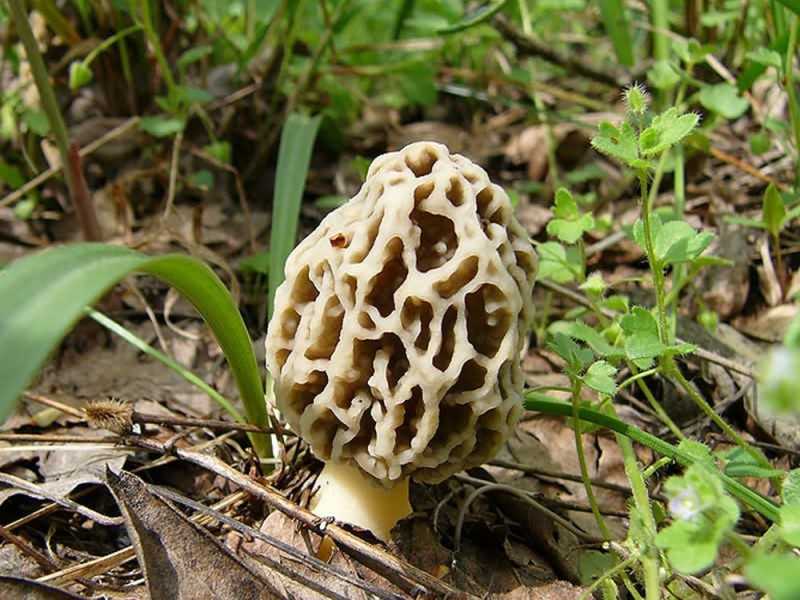 Сморчки и строчки: как отличить эти грибы (описание и фото)