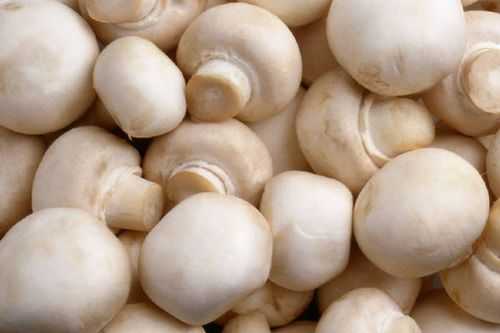 Как сохранить вареные грибы на зиму. отварные грибы на зиму | дачная жизнь