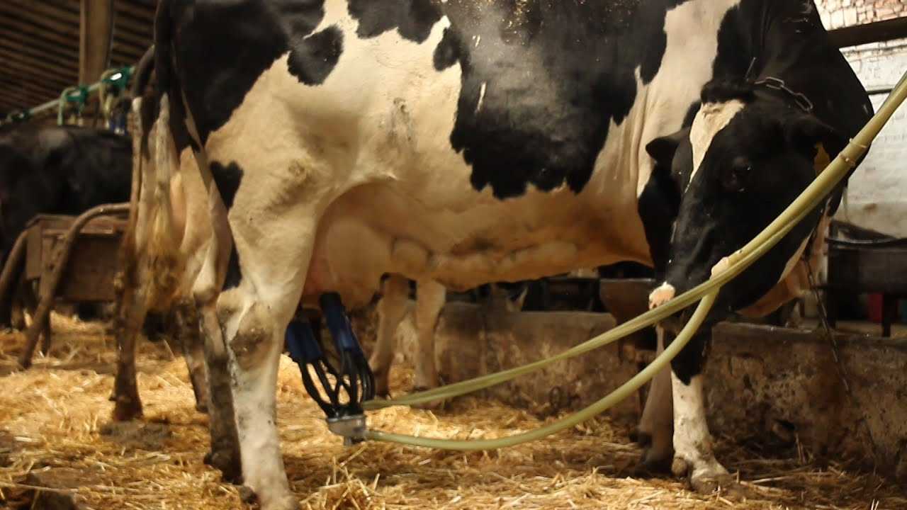 Корова не дает молоко после отела: восставиноть удои после отела