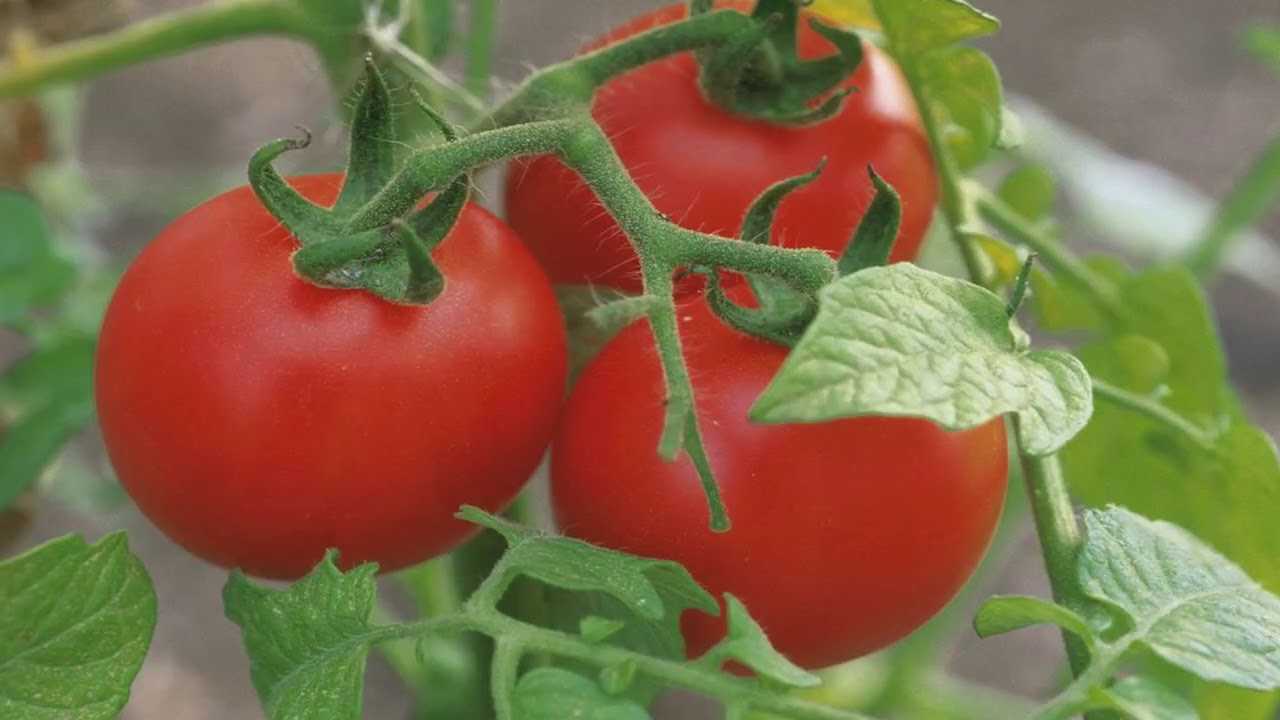 Борная кислота: применение на огороде и в саду для растений, как опрыскивать от муравьев, для клубники, томатов, огурцов, яблони, отзывы