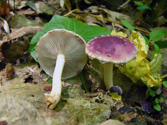 Чешуйчатка шафранно-красная (pholiota astragalina) –  грибы сибири