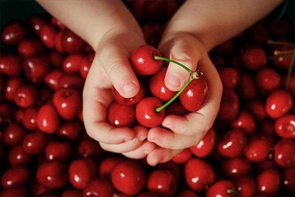 О сортах вишни для нижегородской области: описание и характеристики