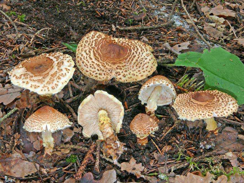Лепиота гребенчатая (lepiota cristata) –  грибы сибири