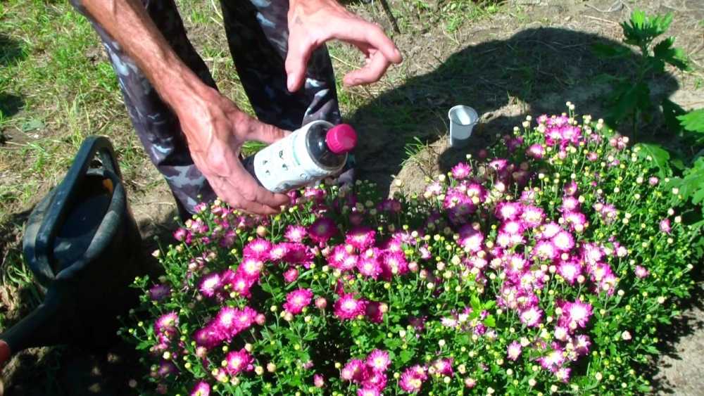 Чем подкормить хризантему, чтобы зацвела: виды удобрений