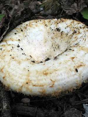 Как отличить съедобные грибы от несъедобных с фото и видео. названия и описания грибов съедобных и несъедобных