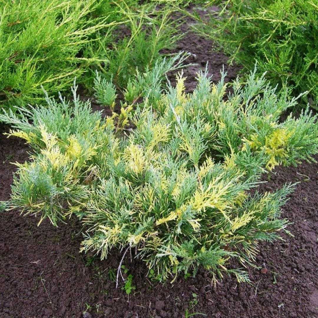 Можжевельник средний голд киссен (juniperus media gold kissen)