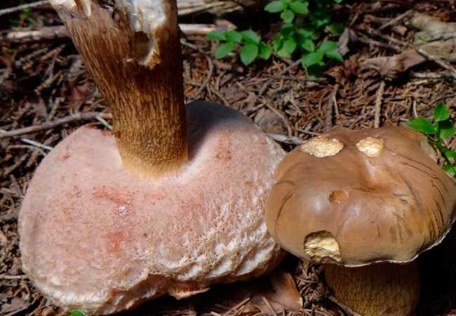 Подберезовик разноцветный - съедобный гриб. фото. описание. польза и противопоказания.