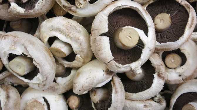 Как хранить белые грибы: способы и сроки