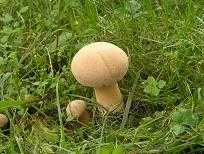 Белонавозник Пилата: фото и описание гриба, съедобный или нет. Характерные особенности плодового тела, места произрастания и сезон плодоношения.