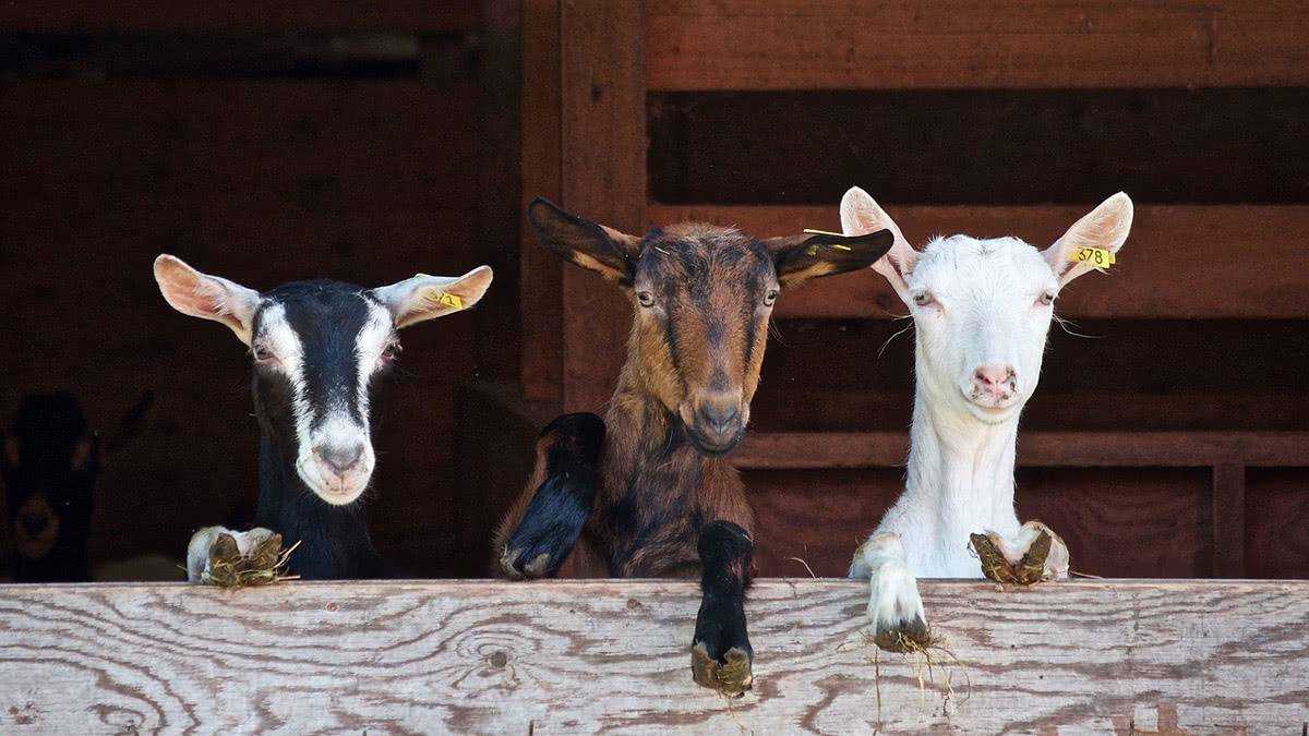 Тоггенбургская порода коз — излагаем детально