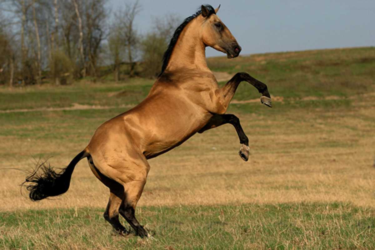 ᐉ ахалтекинская порода лошадей: экстреьер, масти, содержание и уход - zooon.ru