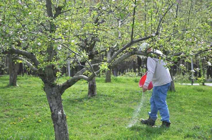 Подкормка яблони весной минеральными удобрениями при посадке