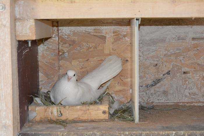 Как выглядят птенцы голубей: фото и видео обзор