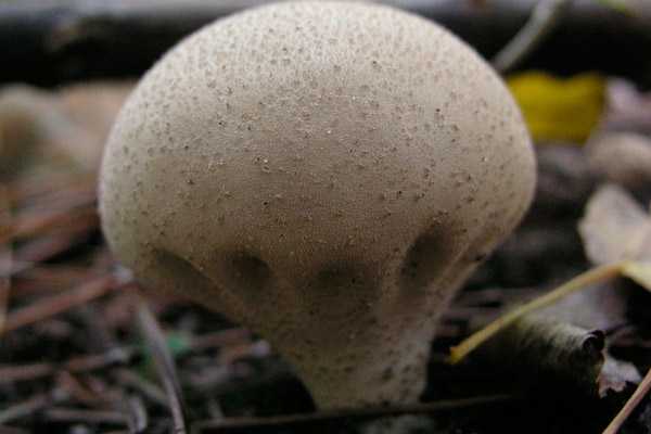 Дождевик вонючий (lycoperdon nigrescens): как выглядит, где и как растет, съедобный или нет