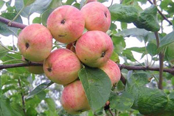 Яблоня осеннее полосатое: описание, фото, отзывы