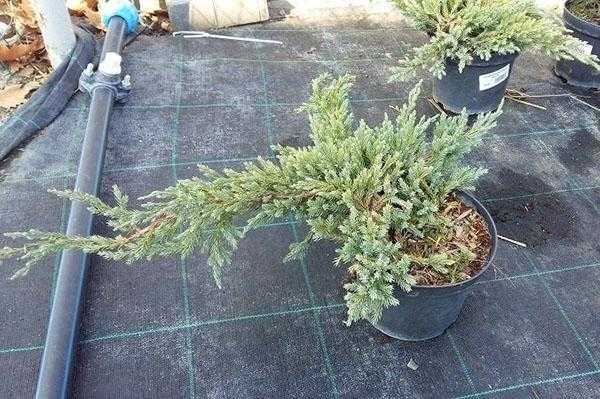Можжевельник чешуйчатый ”блю карпет” — juniperus squamata ”blue carpet”