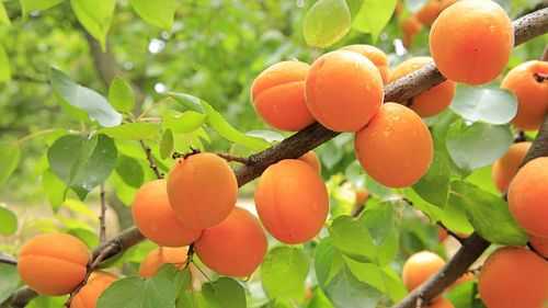 Удобрения для абрикоса