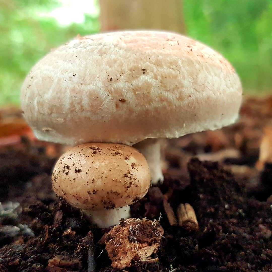 Шампиньон двукольцевой – сильный гриб, поднимающий асфальт