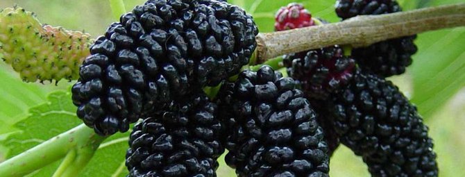 Шелковица черная, выращивание и уход, сорта с описанием, характеристикой и отзывами, фото