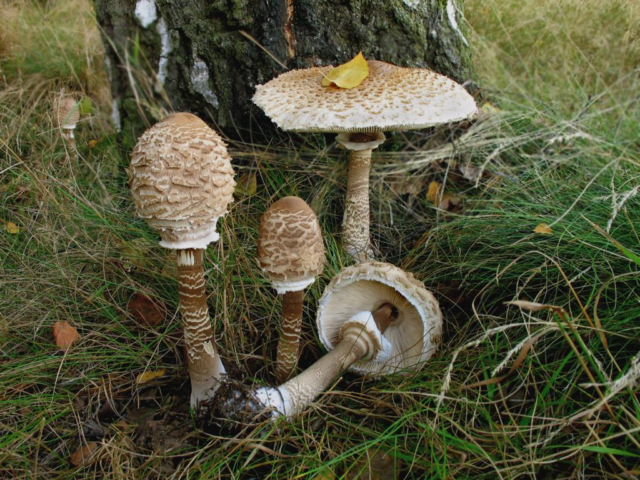 Как готовить грибы зонтики рецепт с фото