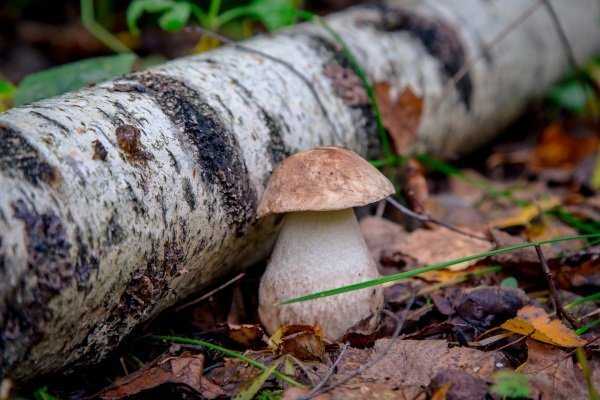 Червивые грибы – можно ли есть и что с ними делать