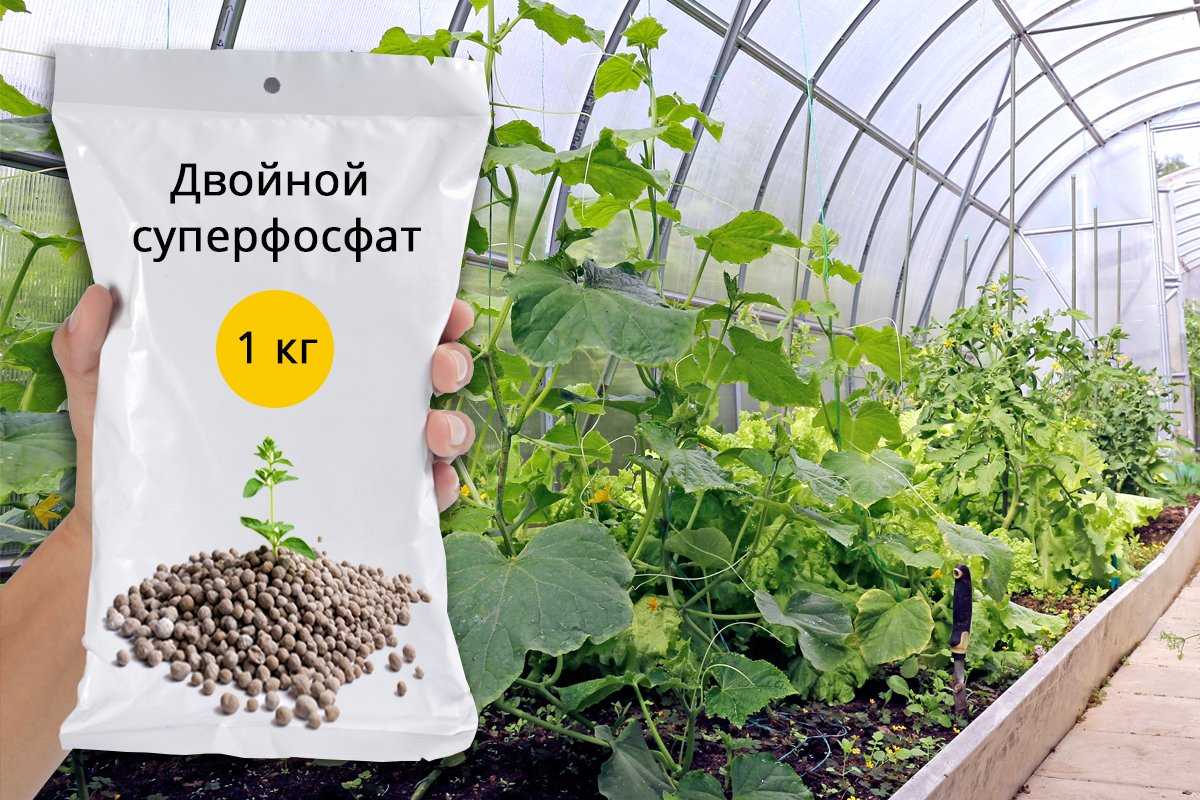 Суперфосфат удобрение применение на огороде: весной, отзывы, для помидор