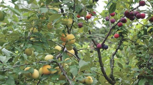 Как прививать плодовые деревья: лучшие способы и советы по прививке
